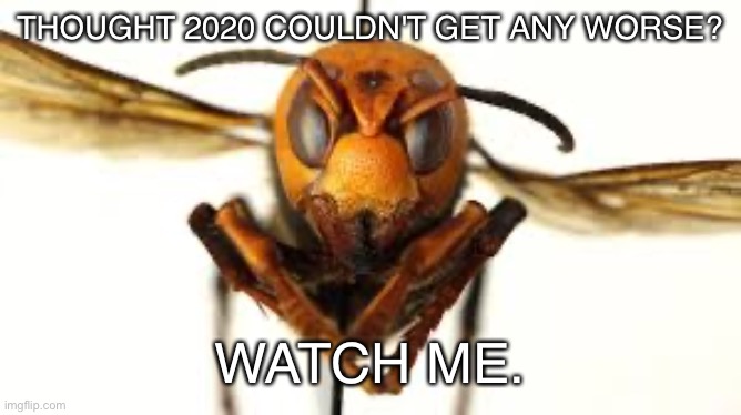 Murder Hornet | THOUGHT 2020 COULDN'T GET ANY WORSE? WATCH ME. | image tagged in murder hornet | made w/ Imgflip meme maker