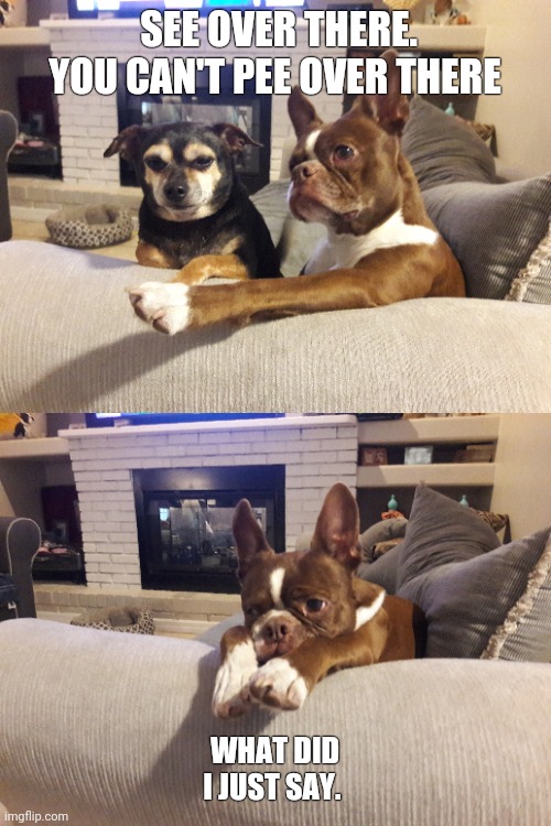 What did I just say | SEE OVER THERE. YOU CAN'T PEE OVER THERE; WHAT DID I JUST SAY. | image tagged in dogs pets boston terrier | made w/ Imgflip meme maker