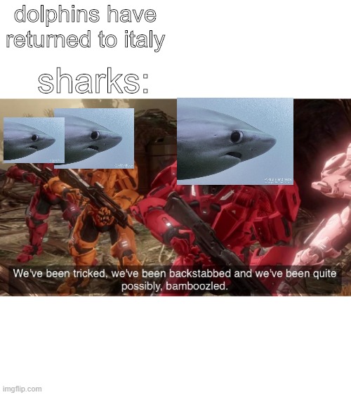 guys were  dead | dolphins have returned to italy; sharks: | image tagged in we have ben bamboozled halo | made w/ Imgflip meme maker