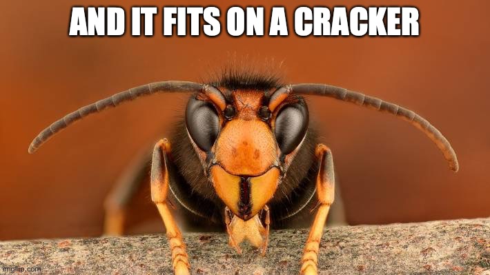 And it fits on a cracker | AND IT FITS ON A CRACKER | image tagged in murder hornet | made w/ Imgflip meme maker