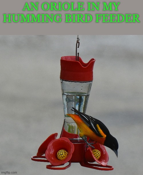 AN ORIOLE IN MY HUMMING BIRD FEEDER | made w/ Imgflip meme maker