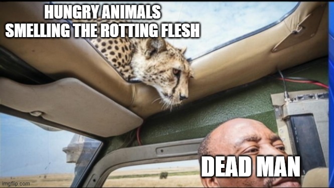 Cheetah Sunroof | HUNGRY ANIMALS SMELLING THE ROTTING FLESH DEAD MAN | image tagged in cheetah sunroof | made w/ Imgflip meme maker