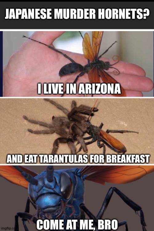 Tarantula hawk | JAPANESE MURDER HORNETS? I LIVE IN ARIZONA; AND EAT TARANTULAS FOR BREAKFAST; COME AT ME, BRO | image tagged in murder hornet | made w/ Imgflip meme maker