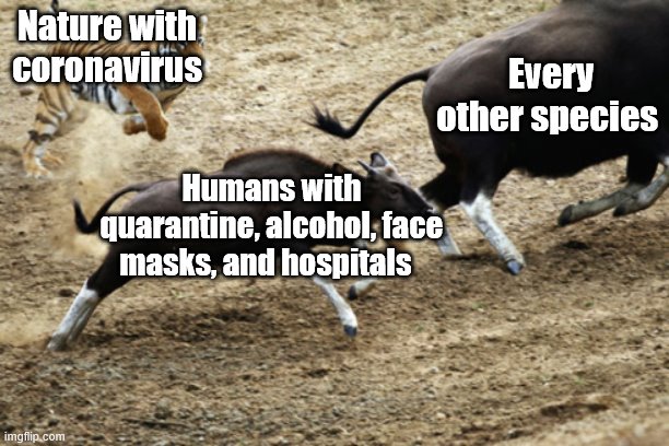 Tiger chasing guar | Nature with coronavirus; Every other species; Humans with quarantine, alcohol, face masks, and hospitals | image tagged in tiger chasing guar | made w/ Imgflip meme maker