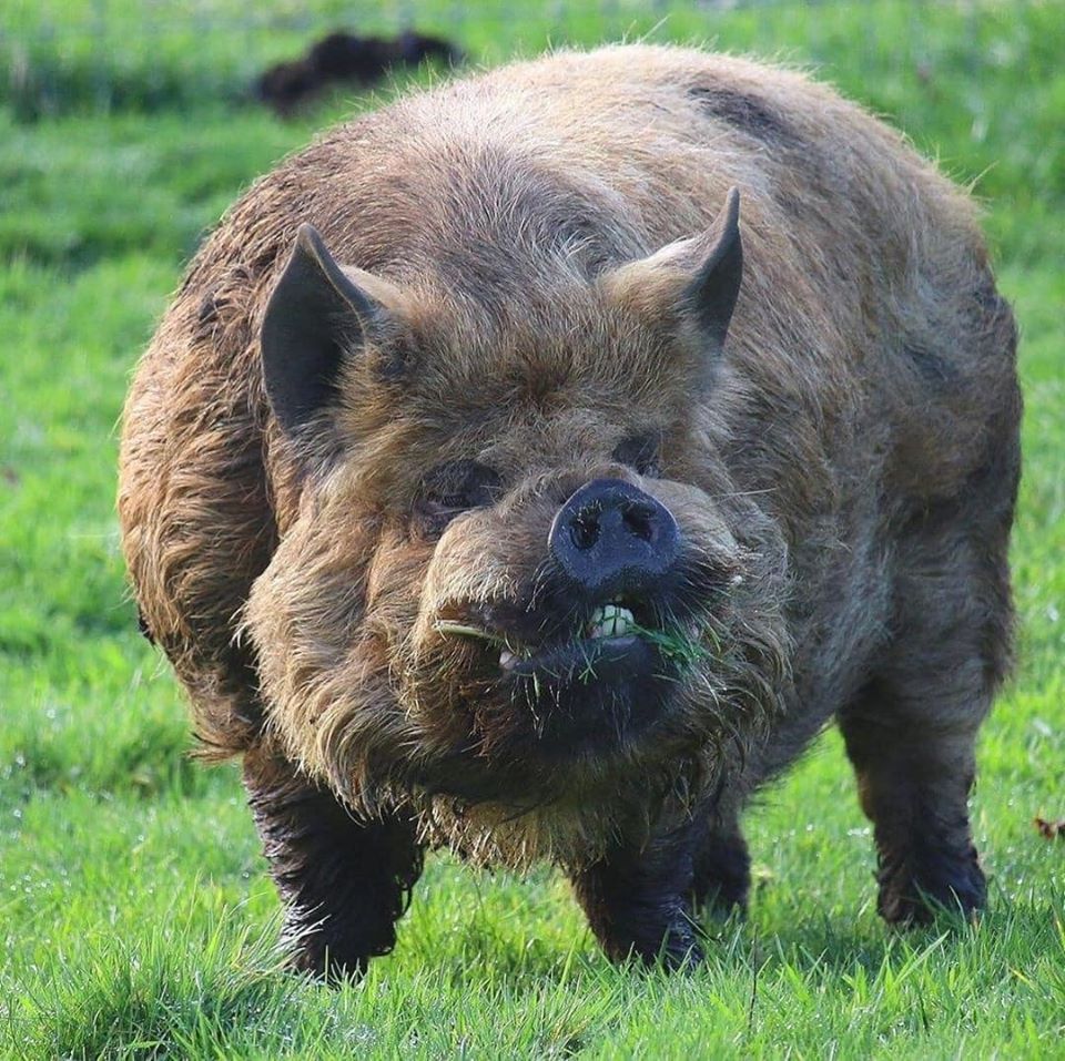 Hairy Boar Blank Template Imgflip