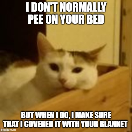 I DON'T NORMALLY PEE ON YOUR BED; BUT WHEN I DO, I MAKE SURE THAT I COVERED IT WITH YOUR BLANKET | image tagged in cat,cats,pee,piss,i don't always | made w/ Imgflip meme maker