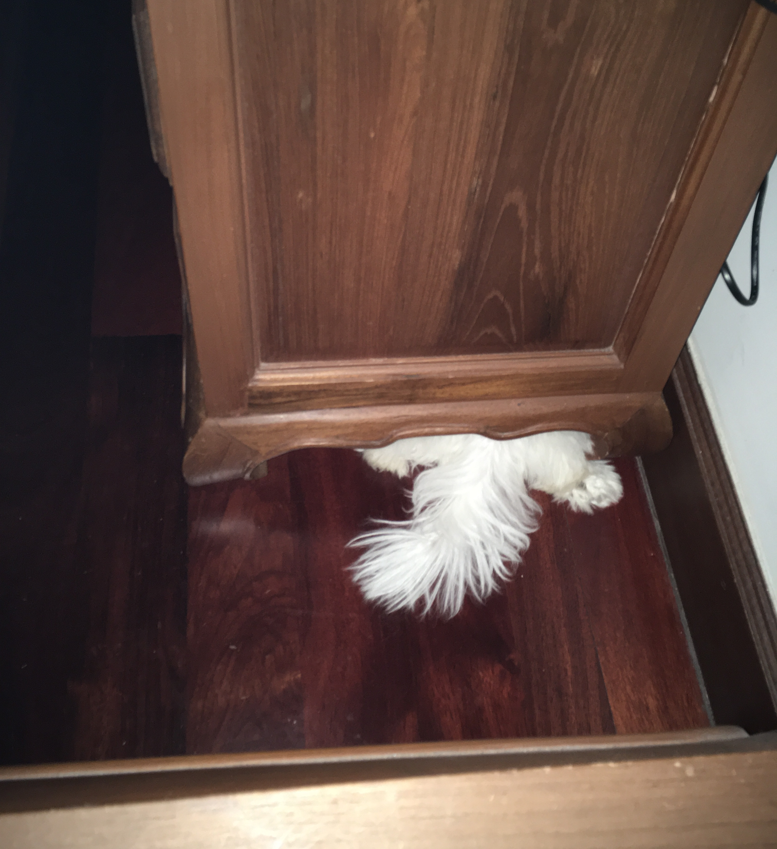 Dog hiding under cabinet Blank Meme Template