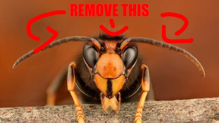 Murder Hornet | REMOVE THIS | image tagged in murder hornet | made w/ Imgflip meme maker