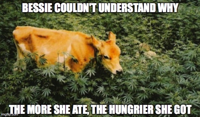Bessie The Cow | image tagged in cow,marijuana,lol,funny,weed,pot | made w/ Imgflip meme maker