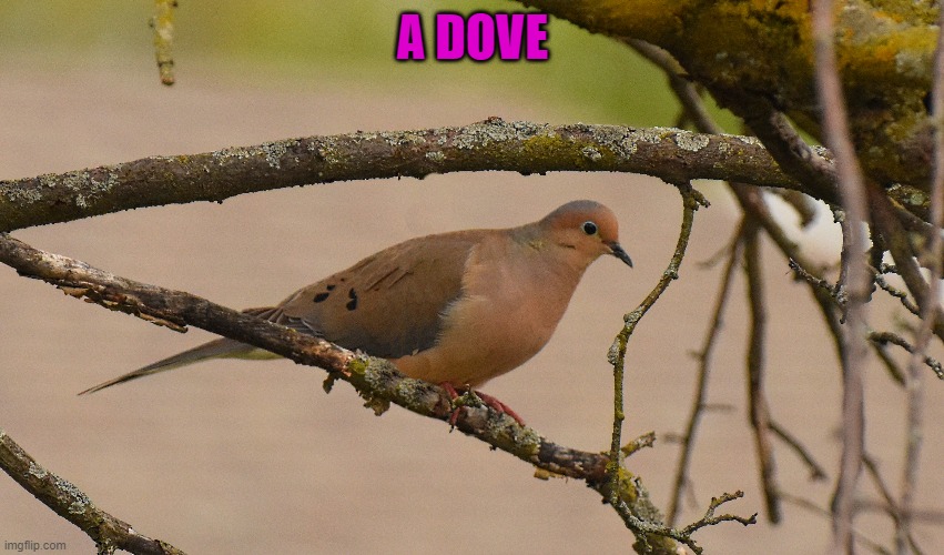 dove | A DOVE | image tagged in dove,kewlew | made w/ Imgflip meme maker