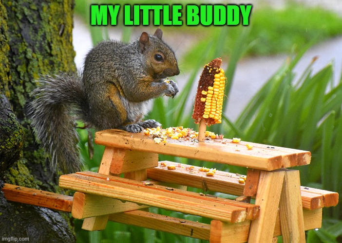 buddy | MY LITTLE BUDDY | image tagged in squirrel,kewlew | made w/ Imgflip meme maker