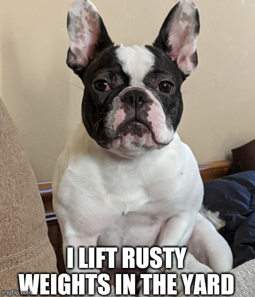weight training | I LIFT RUSTY WEIGHTS IN THE YARD | image tagged in disapproving dog | made w/ Imgflip meme maker