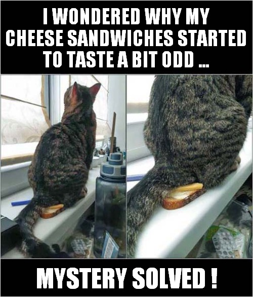Extra Tangy Cheese Sandwich | I WONDERED WHY MY CHEESE SANDWICHES STARTED TO TASTE A BIT ODD ... MYSTERY SOLVED ! | image tagged in fun,cats,sandwich,spicy | made w/ Imgflip meme maker