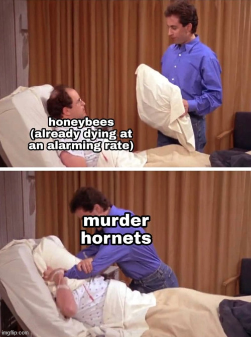 I guess they are dangerous. | image tagged in murder hornet | made w/ Imgflip meme maker