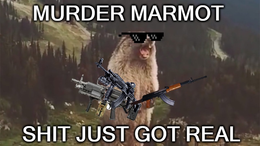 Murder Marmot |  MURDER MARMOT; SHIT JUST GOT REAL | image tagged in murder marmot,funny memes,murder hornet,nice marmot dude | made w/ Imgflip meme maker