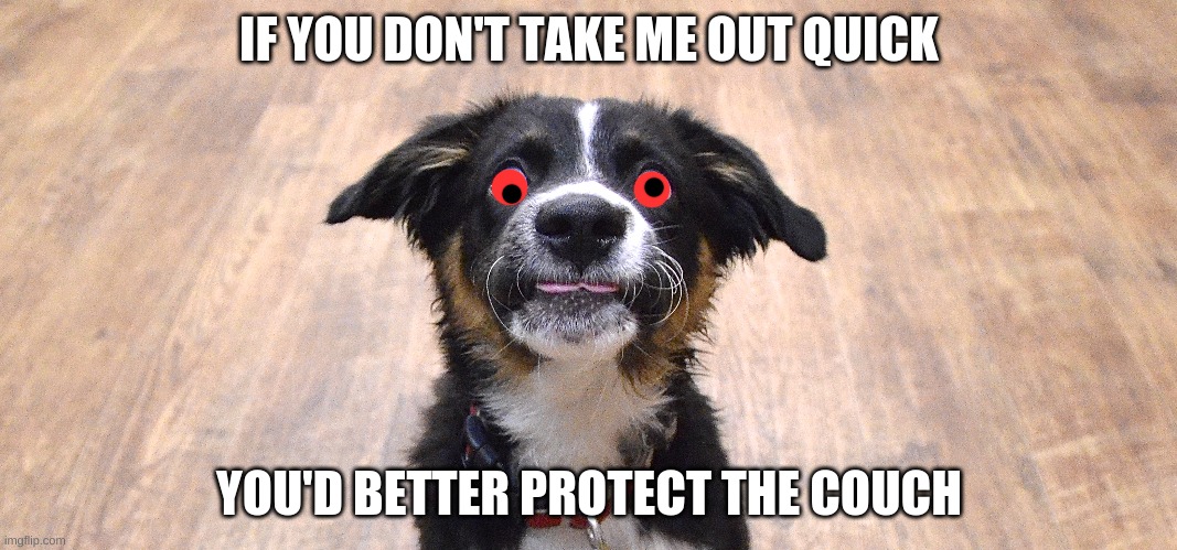 DOG | IF YOU DON'T TAKE ME OUT QUICK; YOU'D BETTER PROTECT THE COUCH | image tagged in funny animals | made w/ Imgflip meme maker