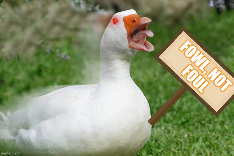 A Duck Protest | FOWL, NOT 
FOUL | image tagged in funny,duck,meme | made w/ Imgflip meme maker