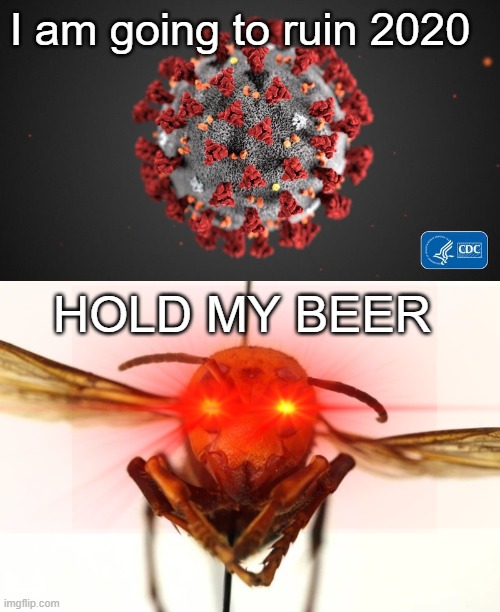 murder hornet vs coronavirus | I am going to ruin 2020; HOLD MY BEER | image tagged in covid 19,murder hornet | made w/ Imgflip meme maker