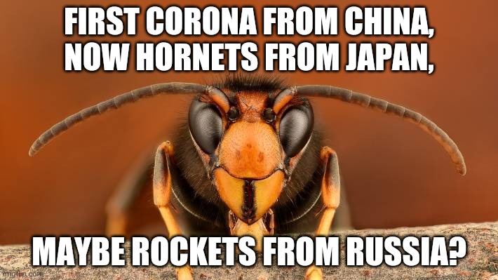 Murder Hornet | FIRST CORONA FROM CHINA, NOW HORNETS FROM JAPAN, MAYBE ROCKETS FROM RUSSIA? | image tagged in murder hornet | made w/ Imgflip meme maker