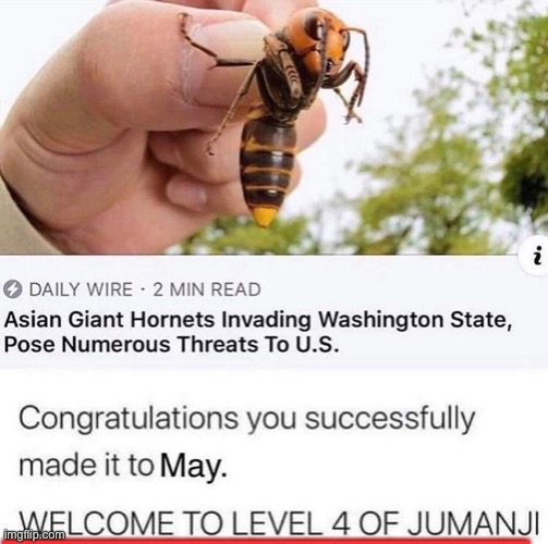 ___________________ | image tagged in murder hornets,jumanji,apocalypse | made w/ Imgflip meme maker