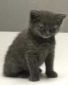 Grumpy kitty Blank Meme Template