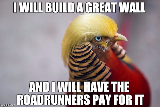 This Bird is messed up | image tagged in funny memes | made w/ Imgflip meme maker