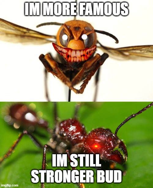 Murder Hornet's match | IM MORE FAMOUS; IM STILL STRONGER BUD | image tagged in murder hornet,bullet ant,ant,vs,bug | made w/ Imgflip meme maker