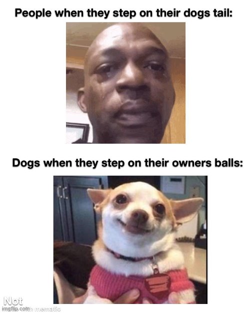 They are so Ruthless | image tagged in funny,smart,dog | made w/ Imgflip meme maker