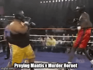 Murder Hornet Gif