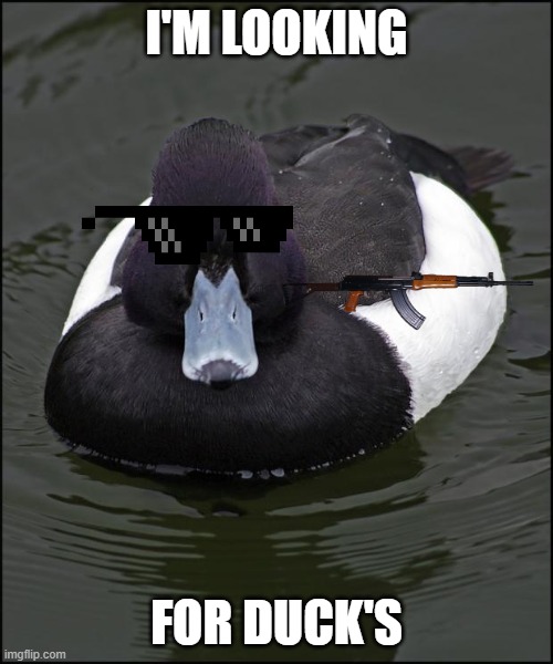 Angry duck | I'M LOOKING; FOR DUCK'S | image tagged in angry duck | made w/ Imgflip meme maker