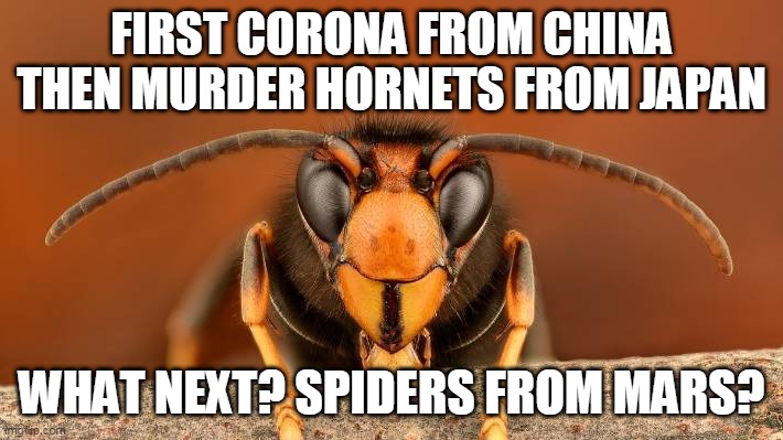 Murder Hornet | FIRST CORONA FROM CHINA
THEN MURDER HORNETS FROM JAPAN; WHAT NEXT? SPIDERS FROM MARS? | image tagged in murder hornet | made w/ Imgflip meme maker