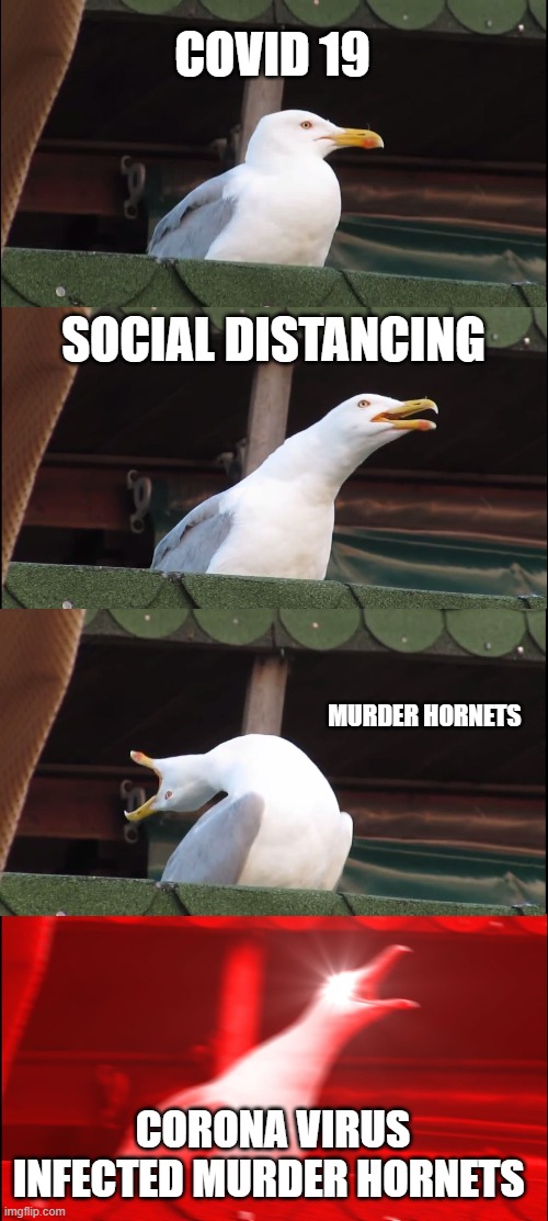 Inhaling Seagull Meme | COVID 19; SOCIAL DISTANCING; MURDER HORNETS; CORONA VIRUS INFECTED MURDER HORNETS | image tagged in memes,inhaling seagull | made w/ Imgflip meme maker