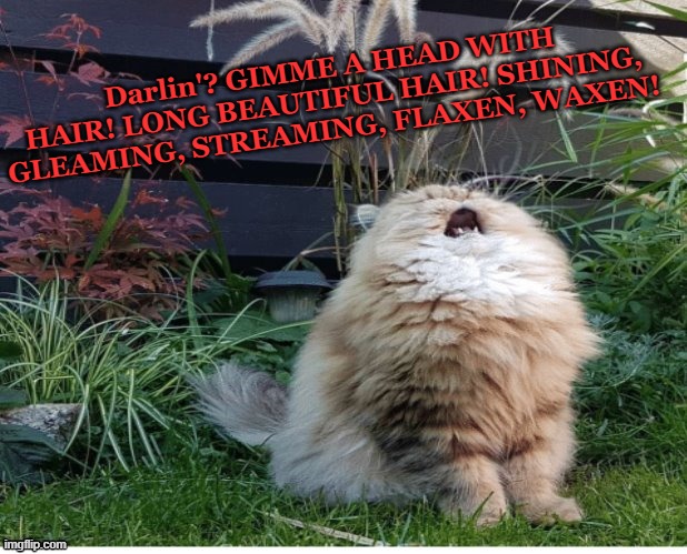 Singing Cat | Darlin'? GIMME A HEAD WITH HAIR! LONG BEAUTIFUL HAIR! SHINING, GLEAMING, STREAMING, FLAXEN, WAXEN! | image tagged in singing cat,memes,hair,cats | made w/ Imgflip meme maker