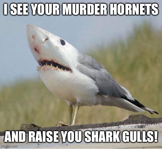 one upping the murder hornets | I SEE YOUR MURDER HORNETS; AND RAISE YOU SHARK GULLS! | image tagged in shark,murder hornets,murder hornet,funny,covid-19 | made w/ Imgflip meme maker