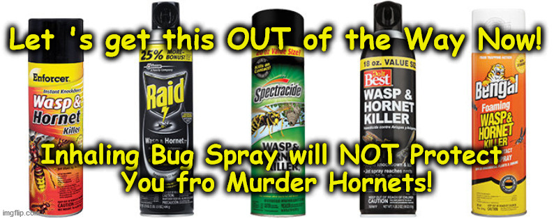 WASP | Let 's get this OUT of the Way Now! Inhaling Bug Spray will NOT Protect 
You fro Murder Hornets! | image tagged in wasp | made w/ Imgflip meme maker