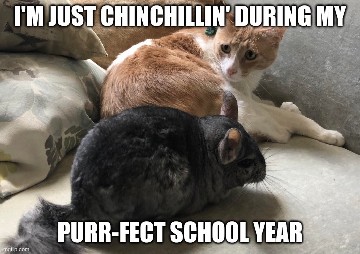Cuteness | I'M JUST CHINCHILLIN' DURING MY; PURR-FECT SCHOOL YEAR | image tagged in cat looking at chinchilla | made w/ Imgflip meme maker