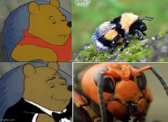 image tagged in tuxedo winnie the pooh,murder hornet,murder hornets,stop the murder hornets,memes | made w/ Imgflip meme maker