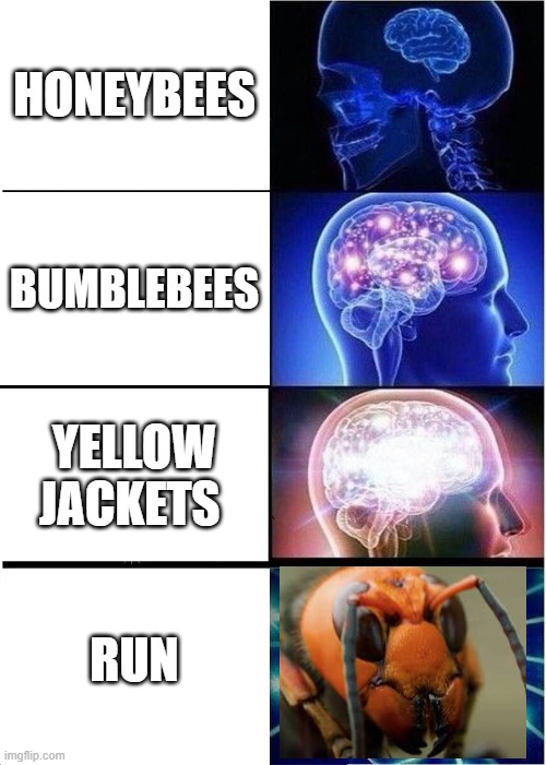 Expanding Brain Meme | HONEYBEES; BUMBLEBEES; YELLOW JACKETS; RUN | image tagged in memes,expanding brain,murder hornet,murder hornets,stop the murder hornets | made w/ Imgflip meme maker