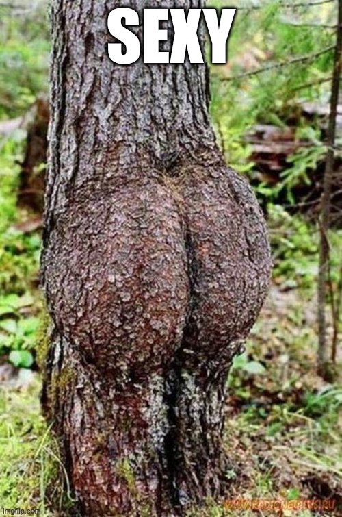 Sexy Tree | SEXY | image tagged in sexy tree | made w/ Imgflip meme maker