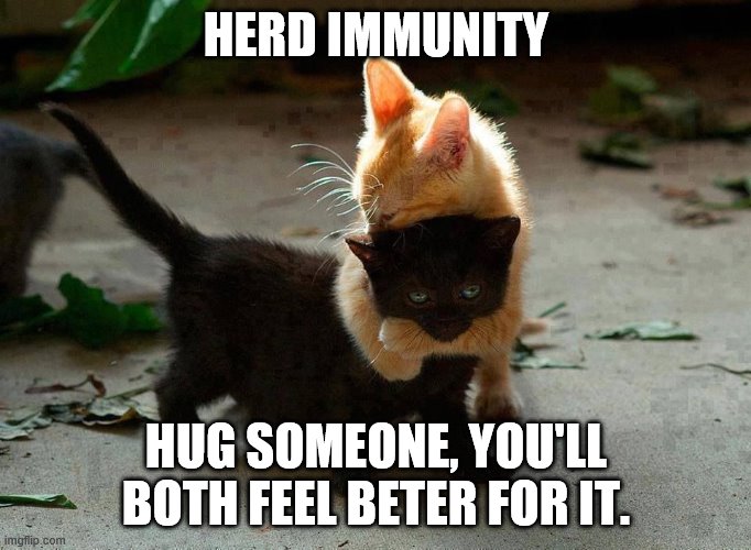 HUG SOMEONE | HERD IMMUNITY; HUG SOMEONE, YOU'LL BOTH FEEL BETER FOR IT. | image tagged in kitten hug | made w/ Imgflip meme maker