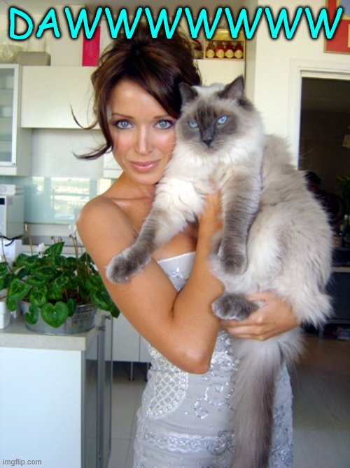 Dannii cat | DAWWWWWWW | image tagged in dannii cat | made w/ Imgflip meme maker