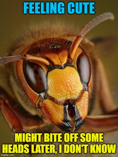Adorable | FEELING CUTE; MIGHT BITE OFF SOME HEADS LATER, I DON'T KNOW | image tagged in murder hornet,memes,bite off heads,feeling cute | made w/ Imgflip meme maker