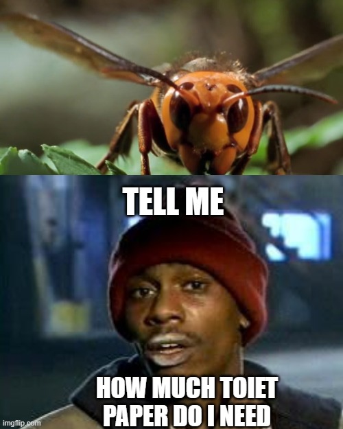 TELL ME; HOW MUCH TOIET PAPER DO I NEED | image tagged in coronavirus | made w/ Imgflip meme maker