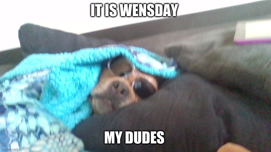chillin | IT IS WENSDAY; MY DUDES | image tagged in funny,dogs | made w/ Imgflip meme maker