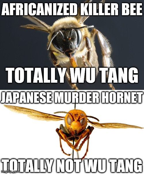 Bzzzzt | AFRICANIZED KILLER BEE; TOTALLY WU TANG; JAPANESE MURDER HORNET; TOTALLY NOT WU TANG | image tagged in murder hornets,killa bees,wu tang | made w/ Imgflip meme maker
