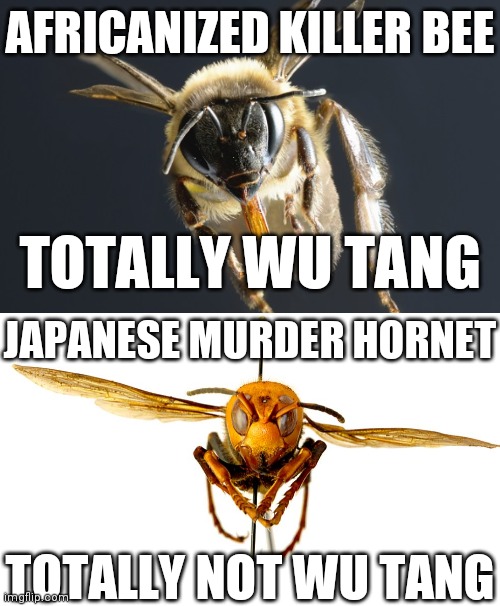 bees Memes & GIFs - Imgflip