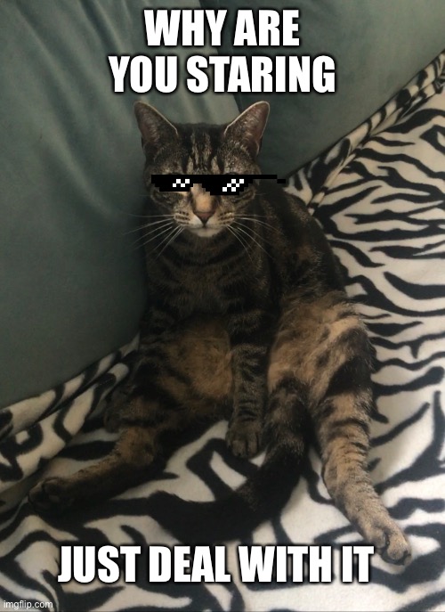 Just deal with it (cat edition) | WHY ARE YOU STARING; JUST DEAL WITH IT | image tagged in funny cats,funny cat memes,i love cats,meow,gangsta,deal with it | made w/ Imgflip meme maker