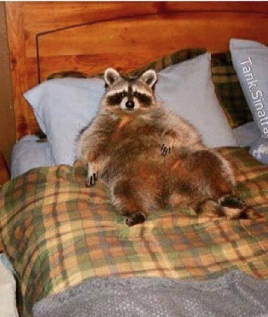 High Quality obese racoon Blank Meme Template