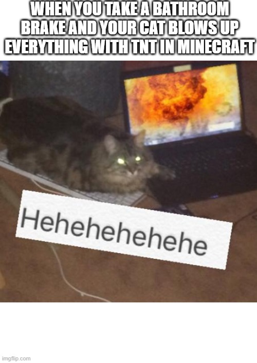 Cat | WHEN YOU TAKE A BATHROOM BRAKE AND YOUR CAT BLOWS UP EVERYTHING WITH TNT IN MINECRAFT | image tagged in cat | made w/ Imgflip meme maker