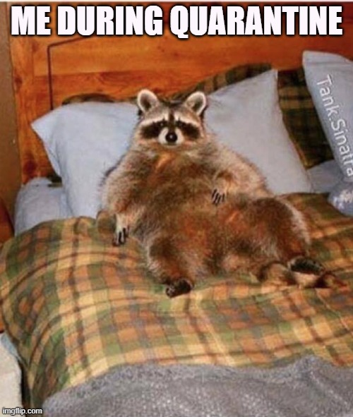 obese racoon | ME DURING QUARANTINE | image tagged in obese racoon,cute,adorable,my baby,cutest thing ever | made w/ Imgflip meme maker